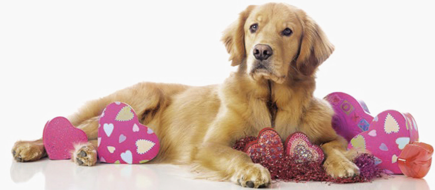 golden retriever laying down with valentine heart boxes around the dog