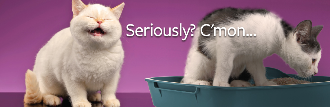 Image of an unhappy cat next to another cat in a litter box