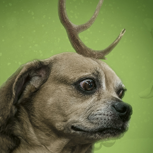 grinch dog with antler